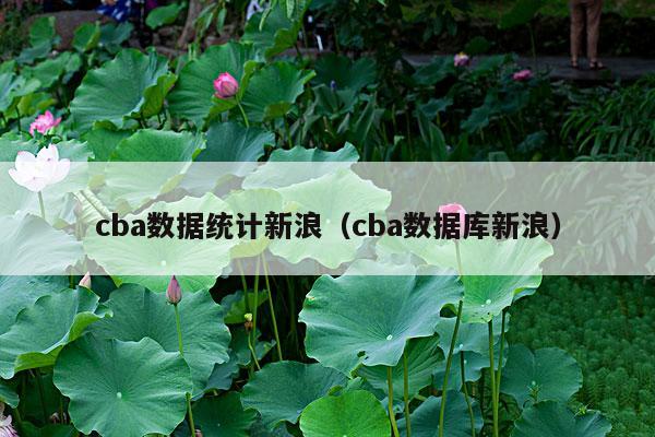 cba数据统计新浪(cba数据库新浪)