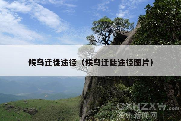 候鸟迁徙途径(候鸟迁徙途径图片)