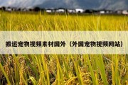 搬运宠物视频素材国外（外国宠物视频网站）