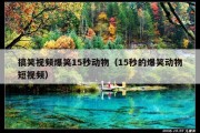 搞笑视频爆笑15秒动物（15秒的爆笑动物短视频）