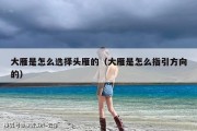 大雁是怎么选择头雁的（大雁是怎么指引方向的）