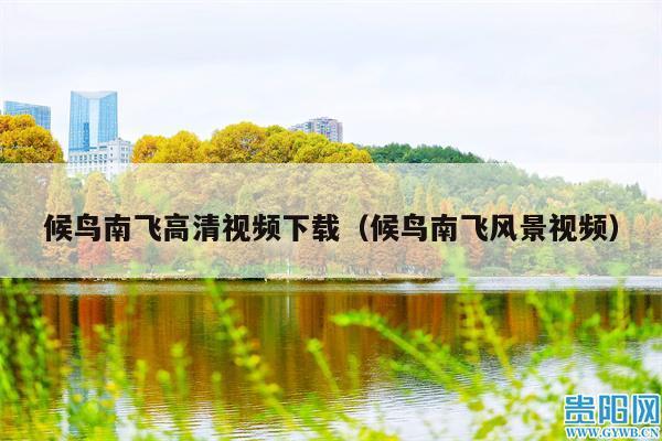 候鸟南飞高清视频下载(候鸟南飞风景视频)
