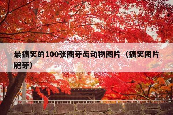 最搞笑的100张图牙齿动物图片(搞笑图片龅牙)