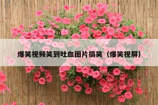 爆笑视频笑到吐血图片搞笑(爆笑视屏)