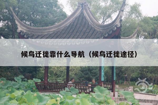 候鸟迁徙靠什么导航(候鸟迁徙途径)