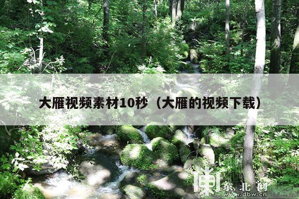 大雁视频素材10秒(大雁的视频下载)