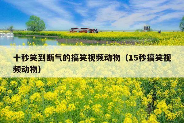 十秒笑到断气的搞笑视频动物(15秒搞笑视频动物)