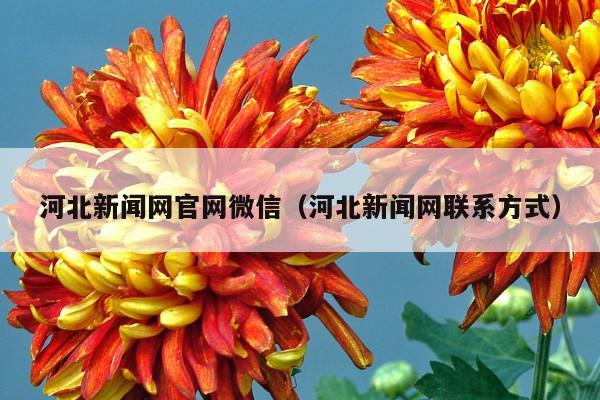 河北新闻网官网微信(河北新闻网联系方式)