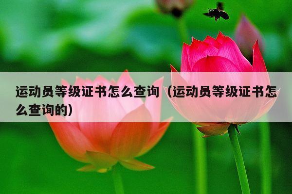运动员等级证书怎么查询(运动员等级证书怎么查询的)