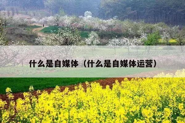 什么是自媒体(什么是自媒体运营)