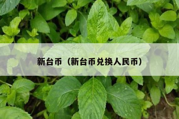 新台币(新台币兑换人民币)